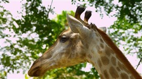 4K Giraffe