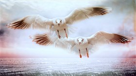 Angel Wings