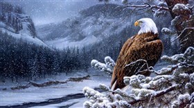 Eagle Winter