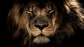 The King