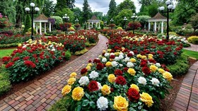 4K Roses