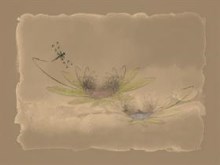Waterlillies