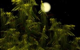 Rainforest