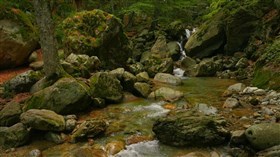 Evergreen Forest Stream