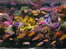 the aquarium