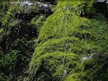 natures wonder falls