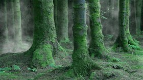 Irish Forest