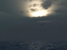 Nearing Shore