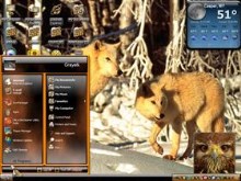 yellow wolfs