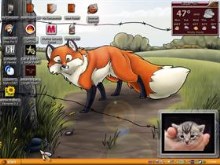 looking for a fox