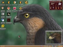 small hawk 1