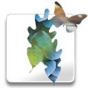 Adobe InCopy