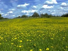 The Great Dandelions