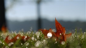 Autumn Bokeh